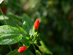京都府立植物園