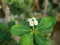 京都府立植物園