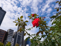 中之島バラ公園