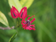 咲くやこの花館
