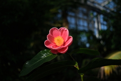 京都府立植物園