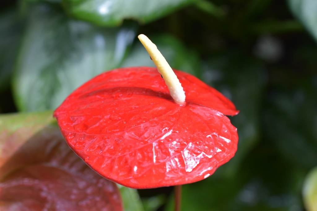 京に咲く花々