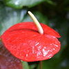 京に咲く花々