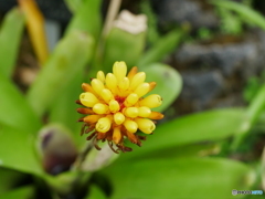 京都府立植物園
