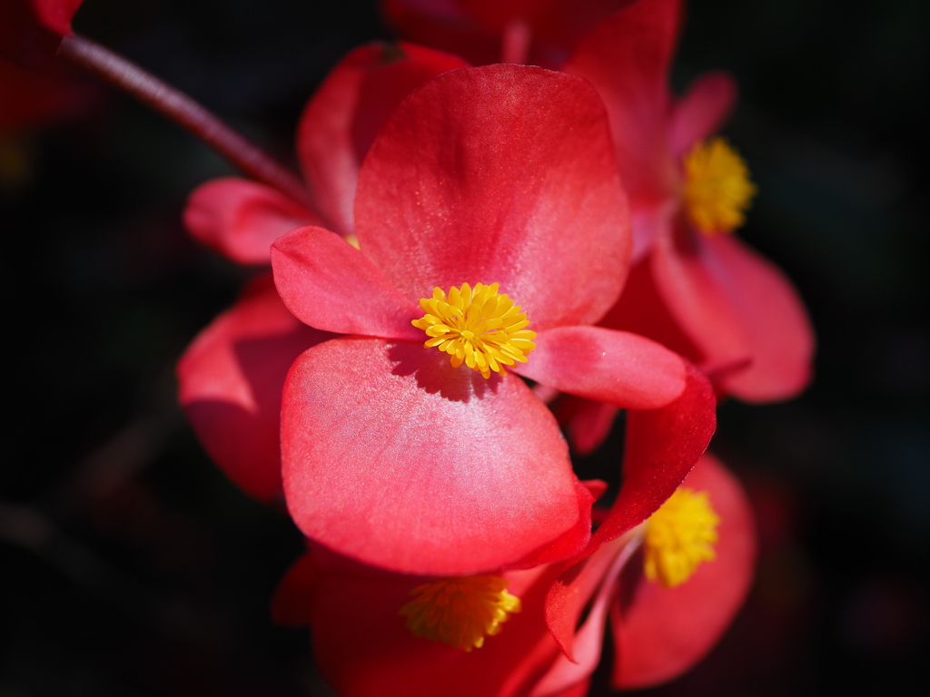 華麗
