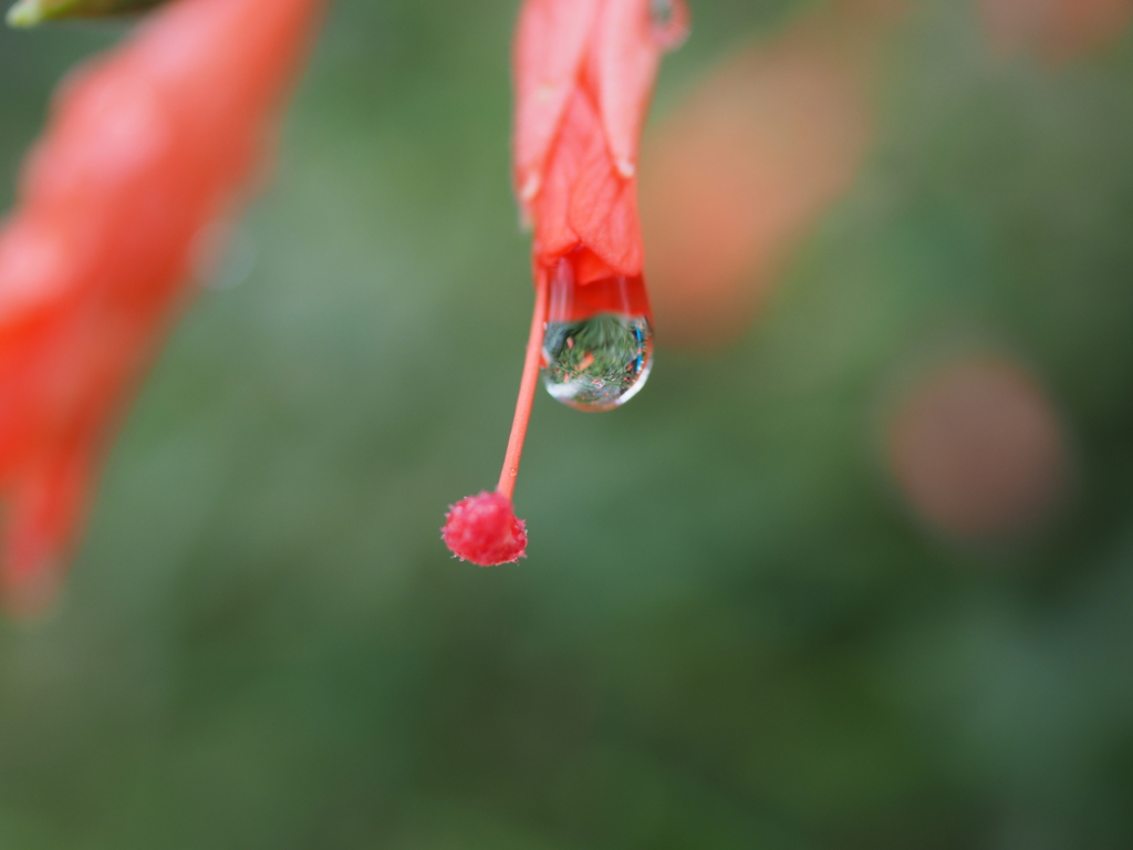 咲くやこの花館