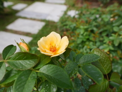 中之島バラ公園