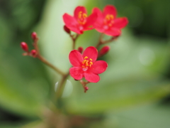服部緑地都市緑化植物園