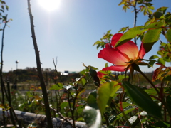 鶴見緑地公園
