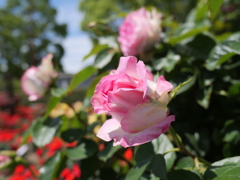 須磨離宮公園