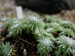 京都府立植物園