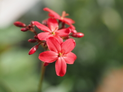 服部緑地都市緑化植物園