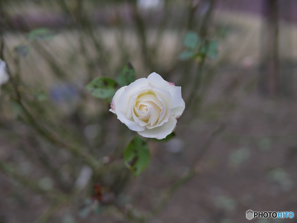 京都府立植物園