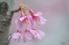 桜の季節はもうすぐ