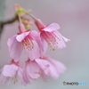桜の季節はもうすぐ