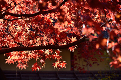 紅葉