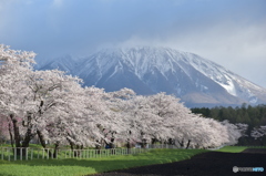 小岩井の桜並木