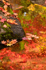 日本の紅