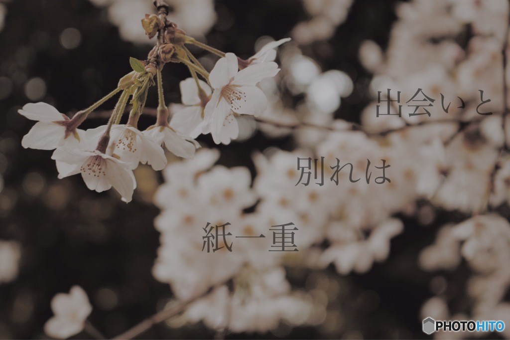 桜舞う季節