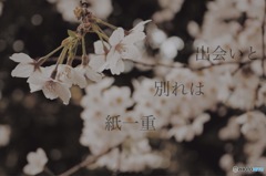 桜舞う季節