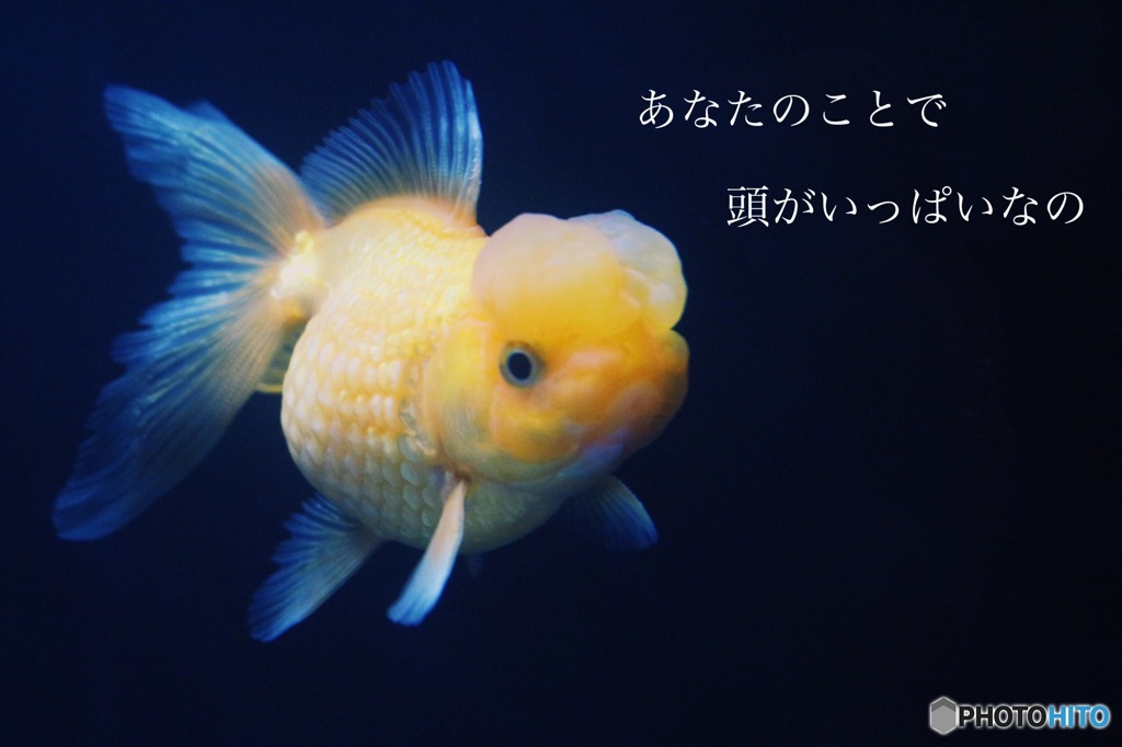 吟魚