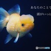 吟魚