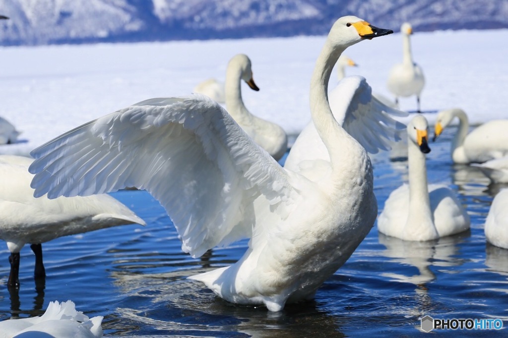 swan