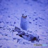 哀れみの目