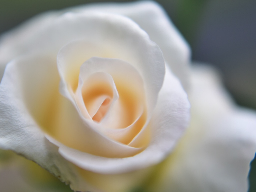white rose