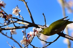 春の報らせ