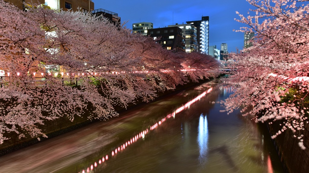 目黒川の夜桜