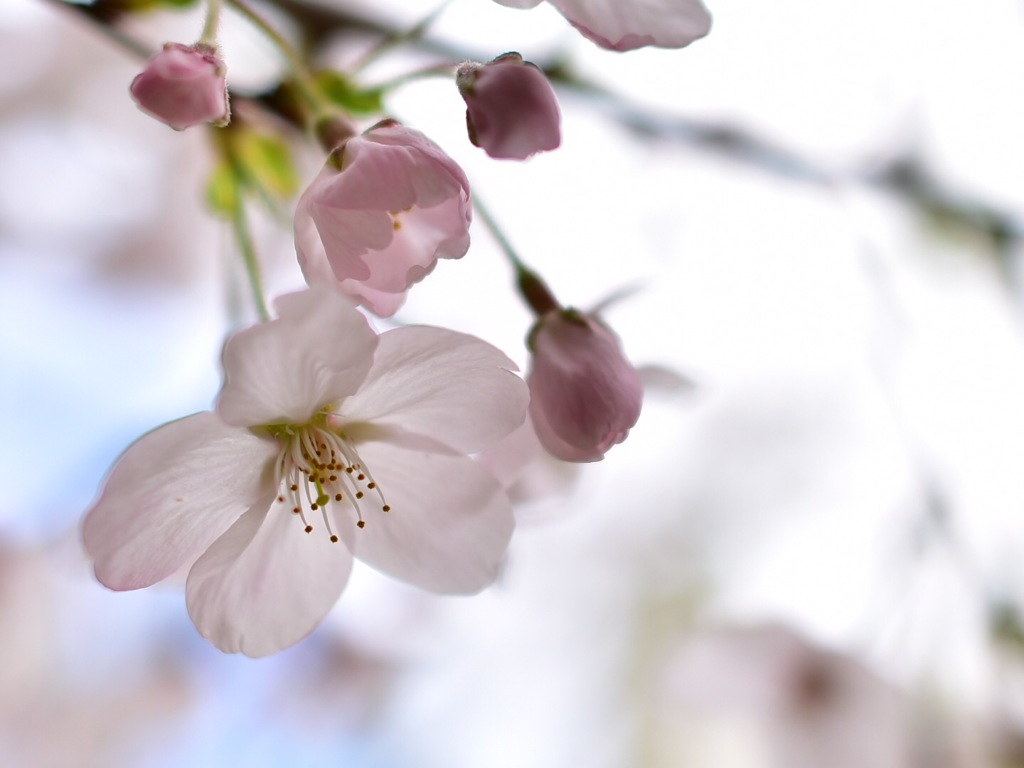 今年の桜