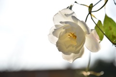 横浜山手 洋館 庭のバラ
