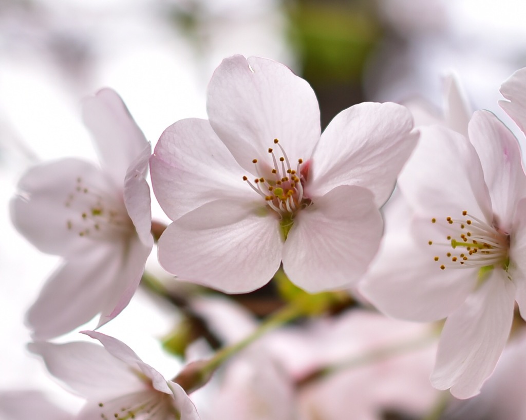 今年の桜