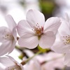 今年の桜