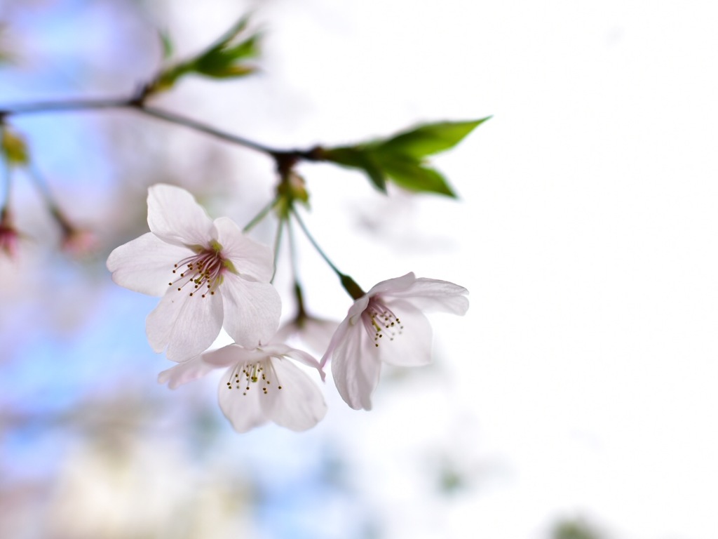 今年の桜