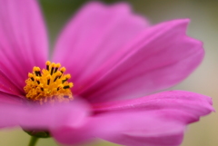 秋桜
