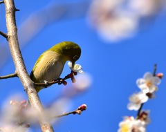 春の報らせ