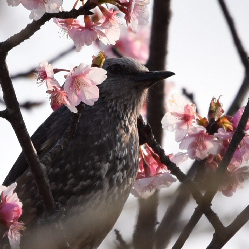 桜と...