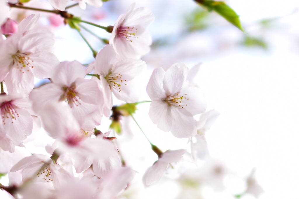 今年の桜