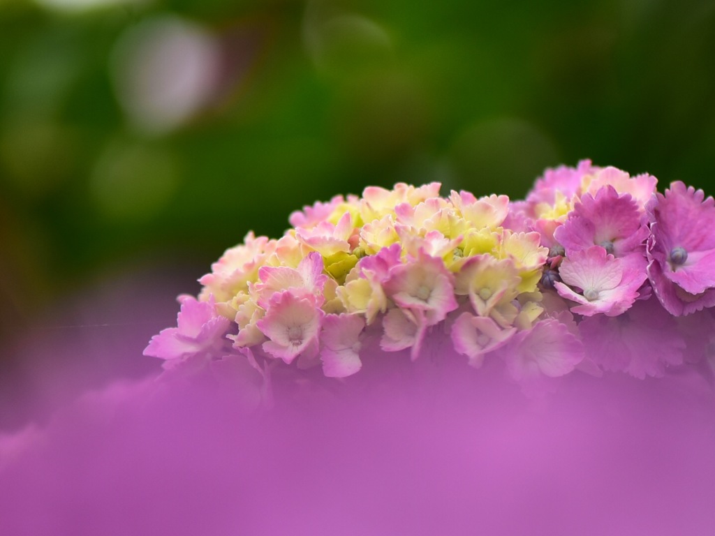 紫陽花