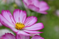 秋桜