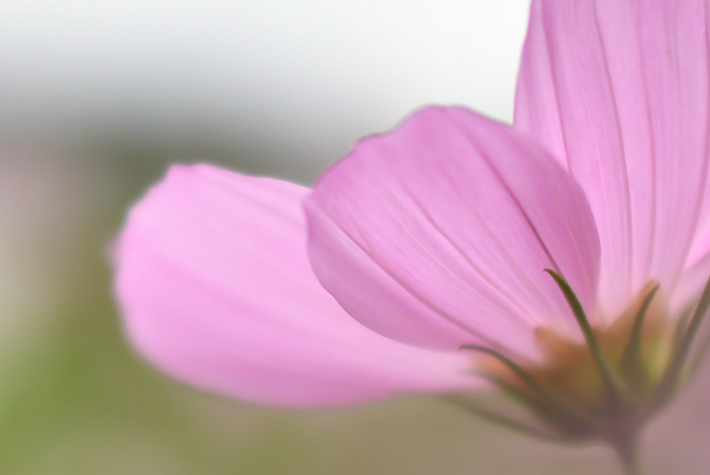 秋桜