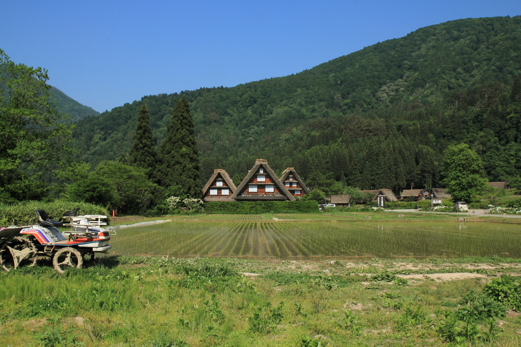 白川郷田植え