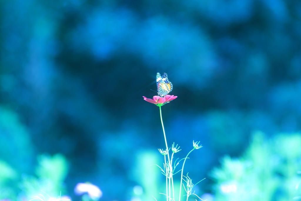 美しきbutterfly