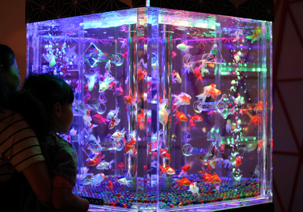 art aquarium kanazawa-6