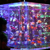 art aquarium kanazawa-6