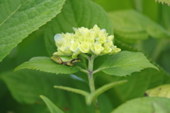 紫陽花整体マッサージ