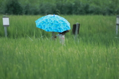 小雨の田園