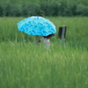 小雨の田園